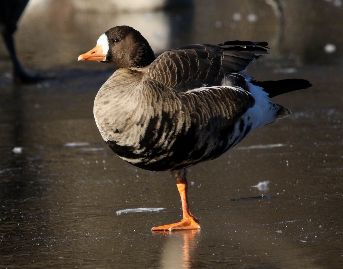 Greater White-fronted Goose (Greenland) - ML403842061
