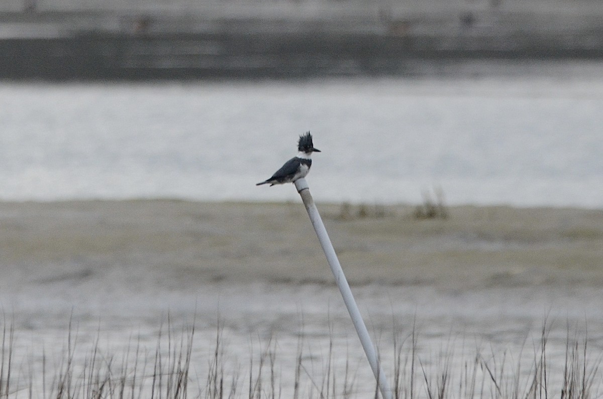 Belted Kingfisher - ML403842601