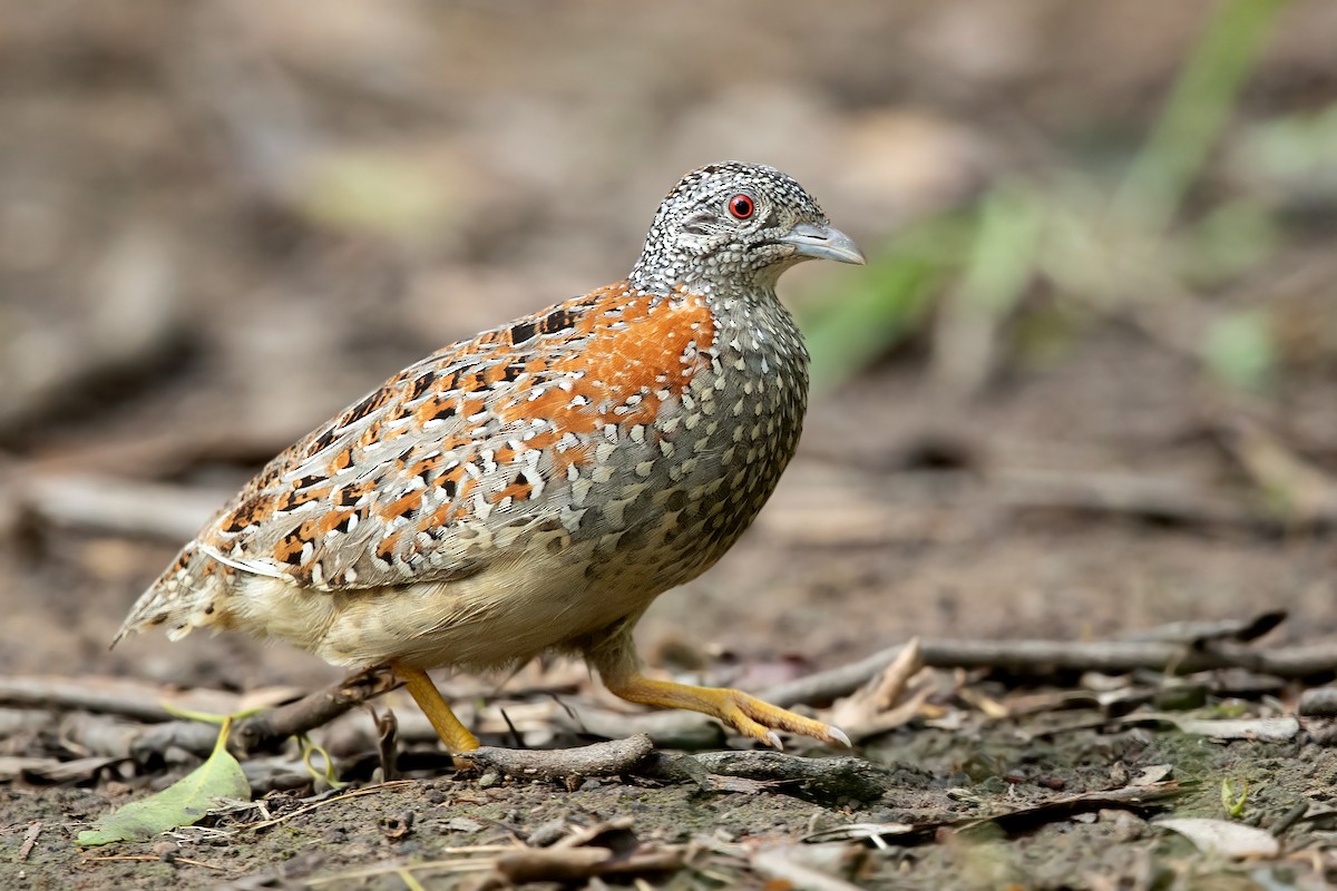 Painted Buttonquail - ML403844201