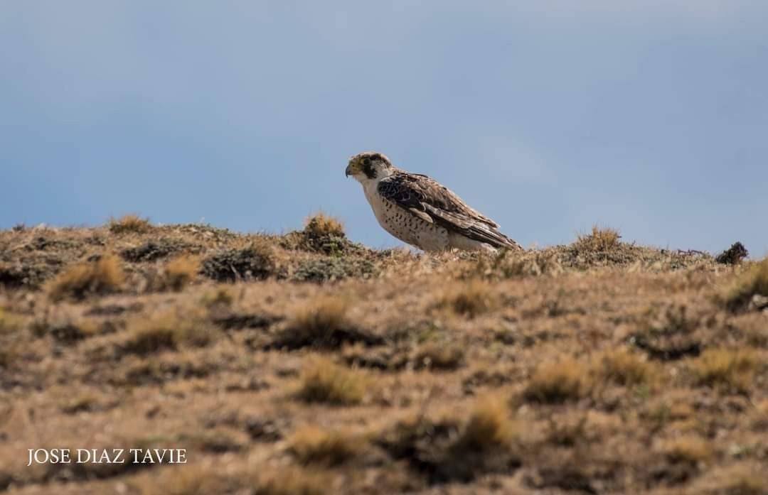 Peregrine Falcon (South American) - ML403850101