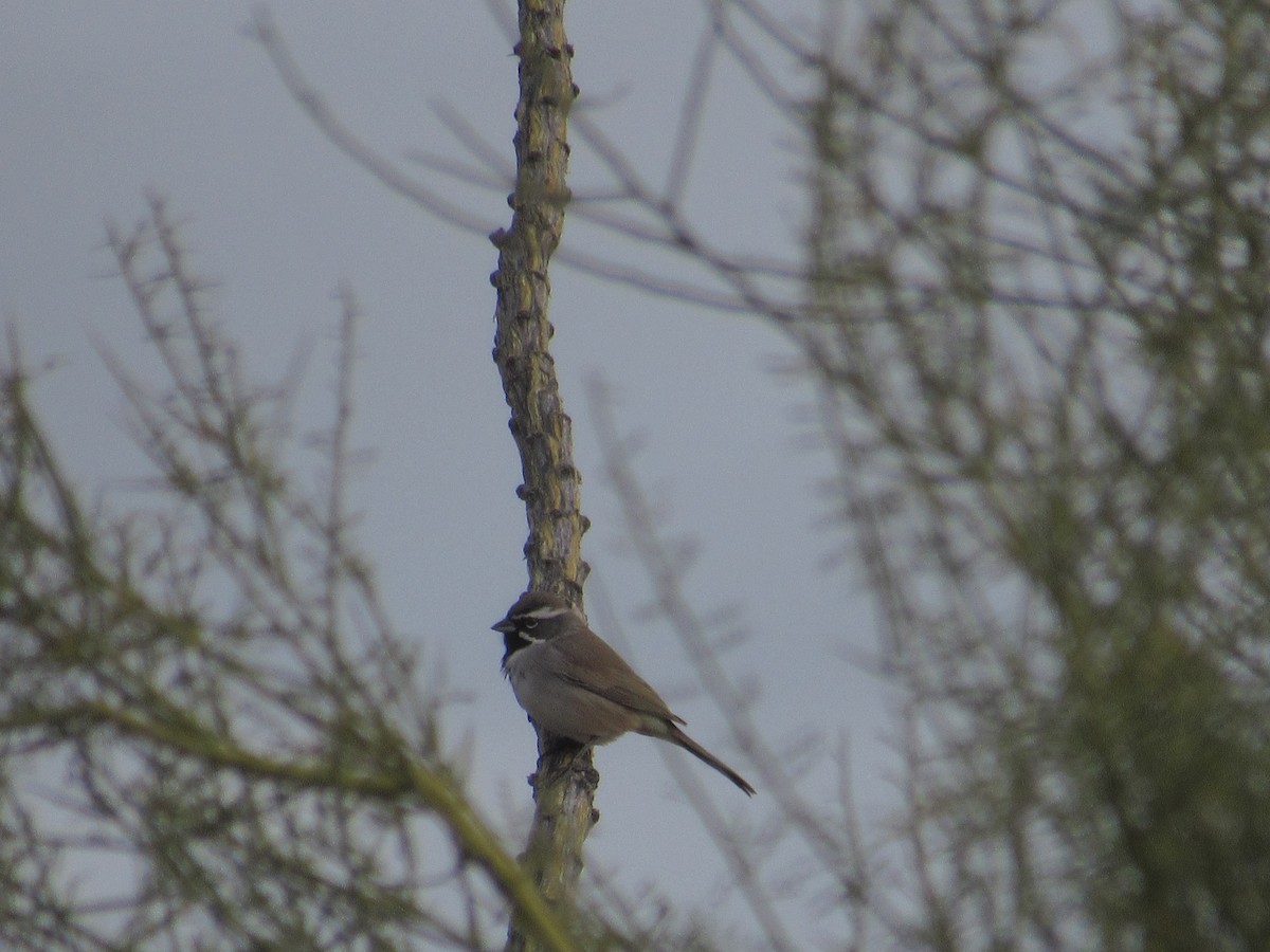 Black-throated Sparrow - ML403860861