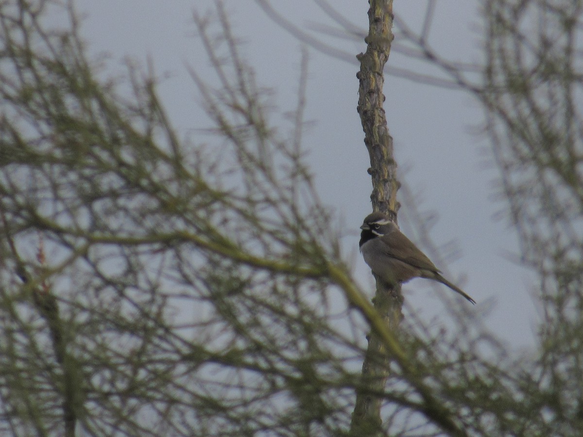 Black-throated Sparrow - Tate Putman