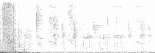 Колібрі-шаблекрил юкатанський (підвид pampa) - ML403876261
