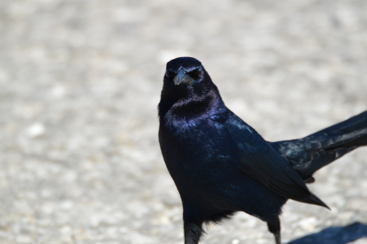 Boat-tailed Grackle - ML403878201