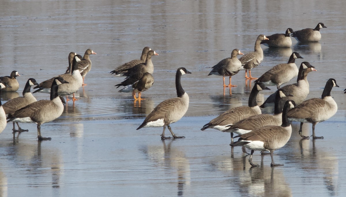 Greater White-fronted Goose - ML403883021