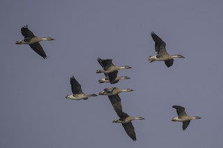 Swan Goose, ML403883251
