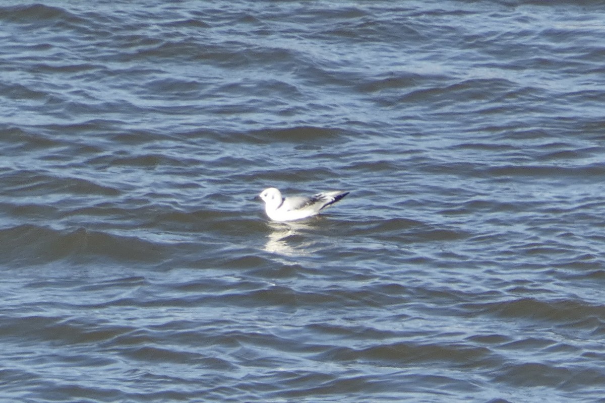 eBird Checklist - 8 Jan 2022 - Santa Rosa Lake SP - 13 species (+1 ...