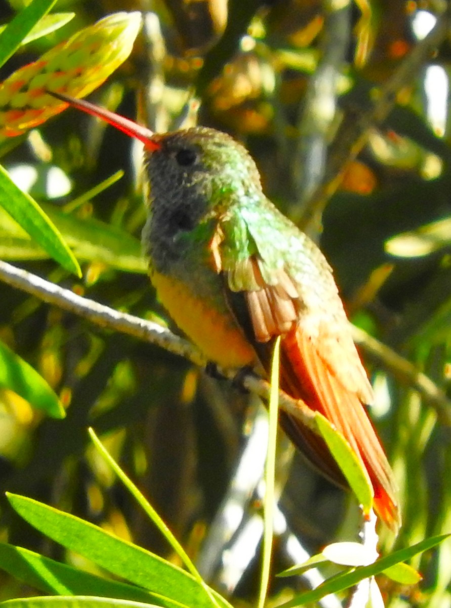Buff-bellied Hummingbird - ML403892581