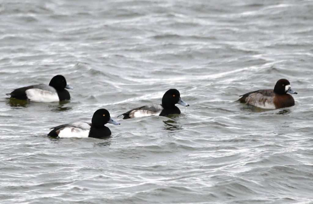 Greater Scaup - ML403894221