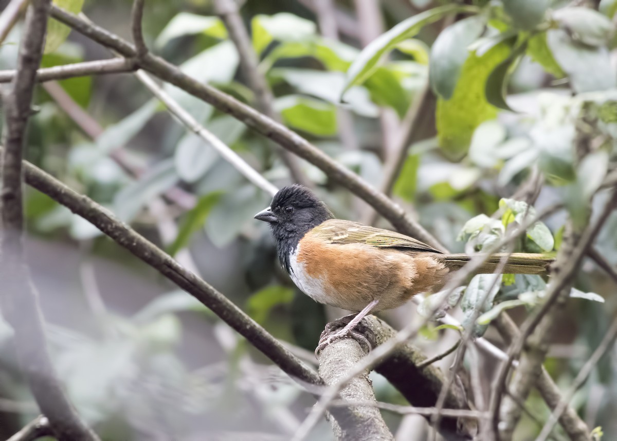 Spotted Towhee (Olive-backed) - ML403898861