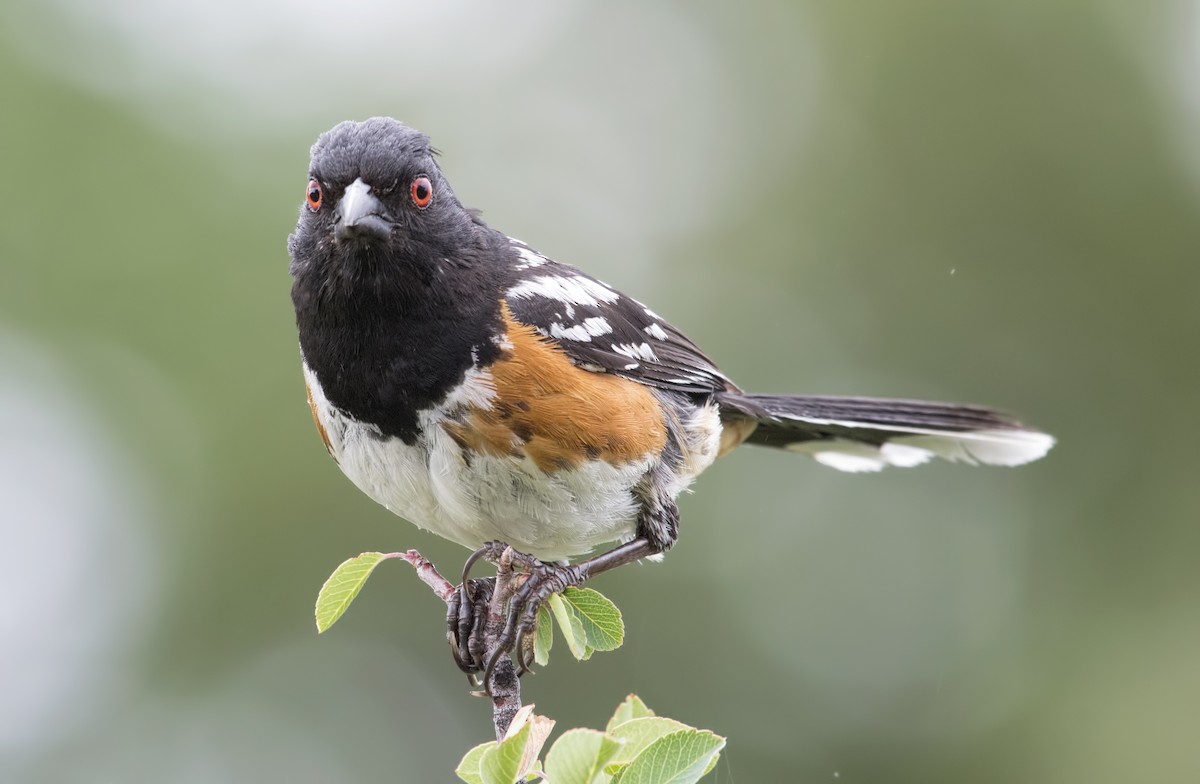 Spotted Towhee - ML403899051