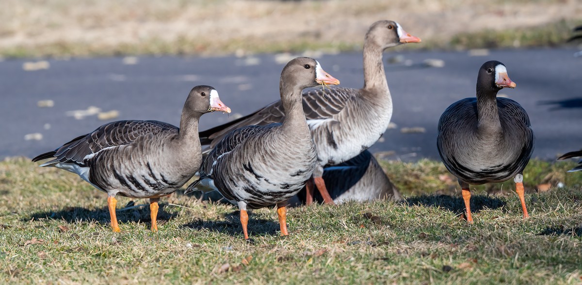Greater White-fronted Goose - ML403906441