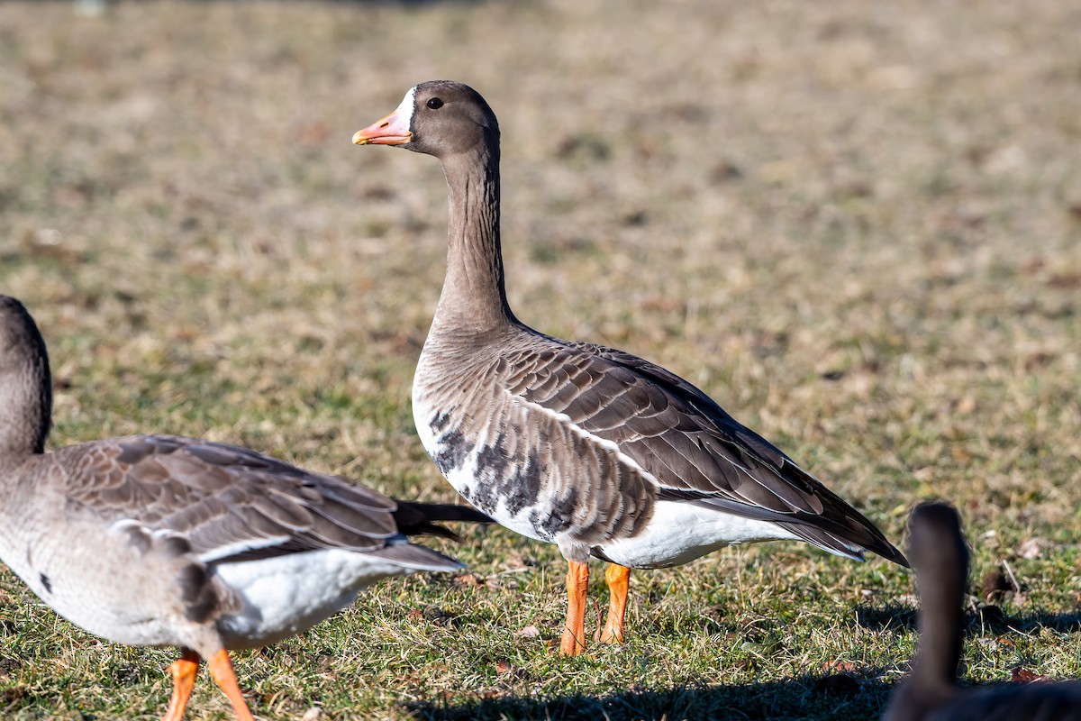 Greater White-fronted Goose - ML403906901