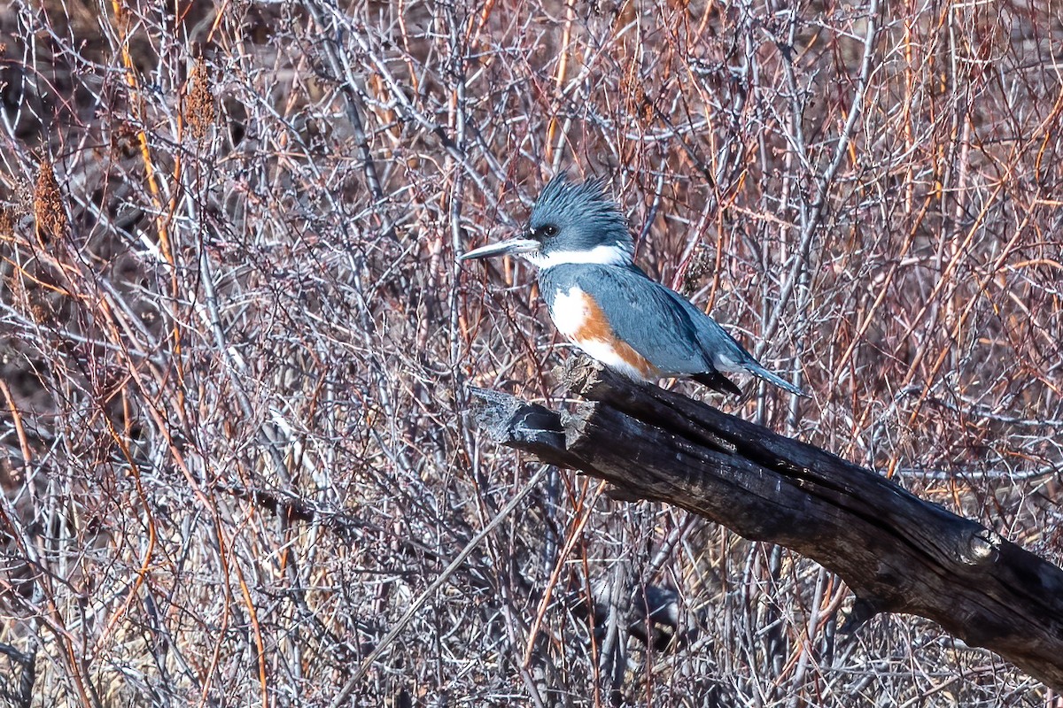 Belted Kingfisher - ML403907311