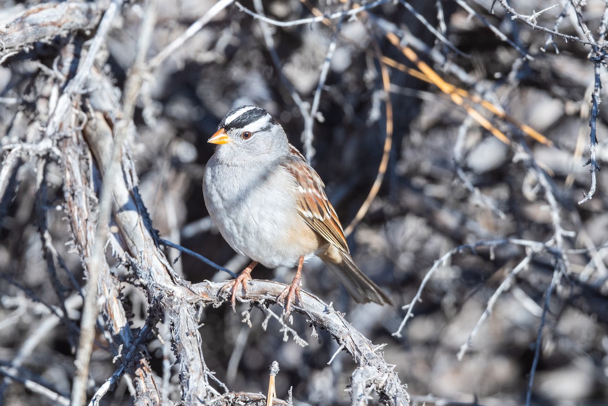 White-crowned Sparrow - ML403907441