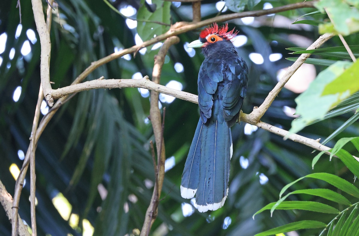 Red-crested Malkoha - ML403913841