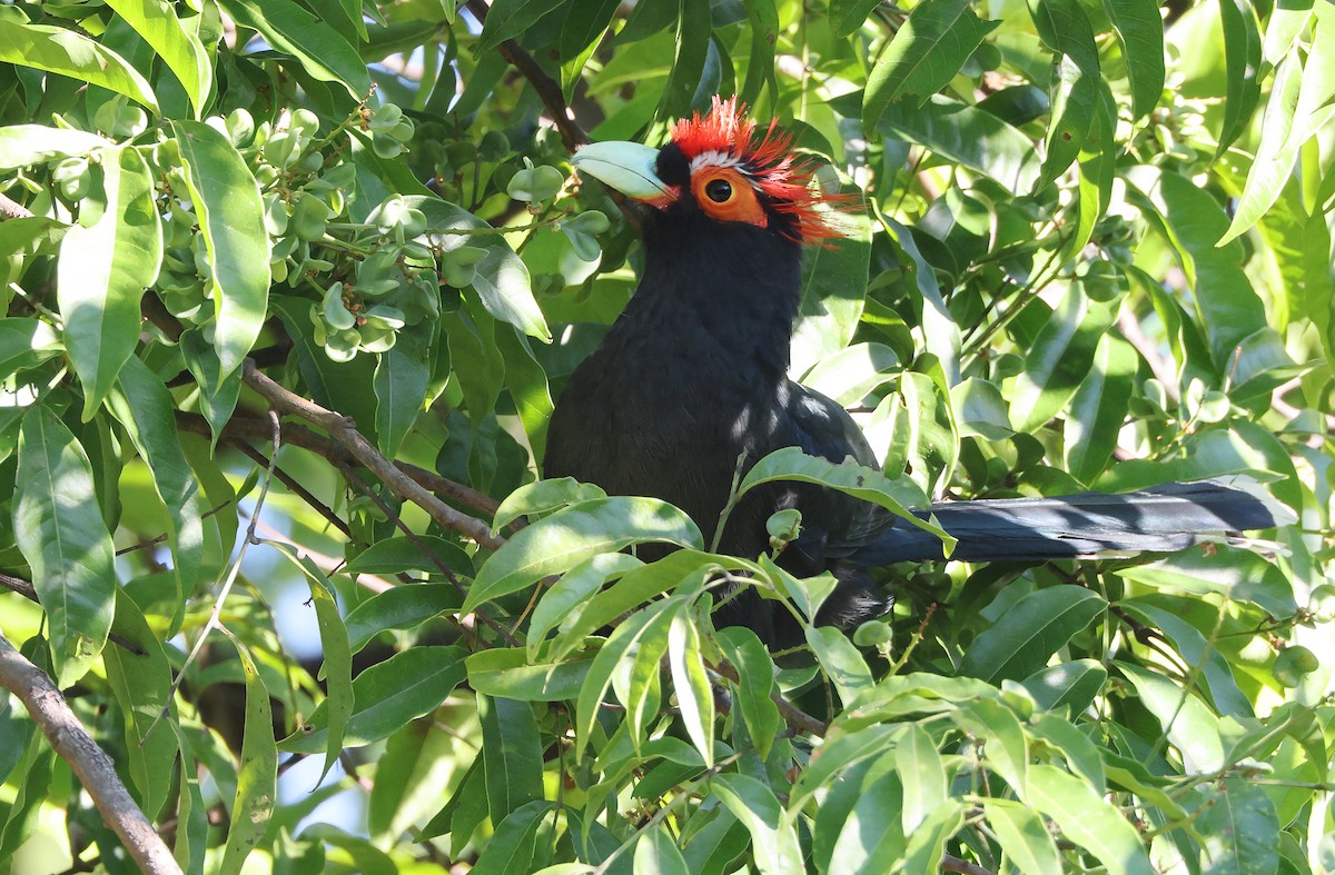 Red-crested Malkoha - ML403914091