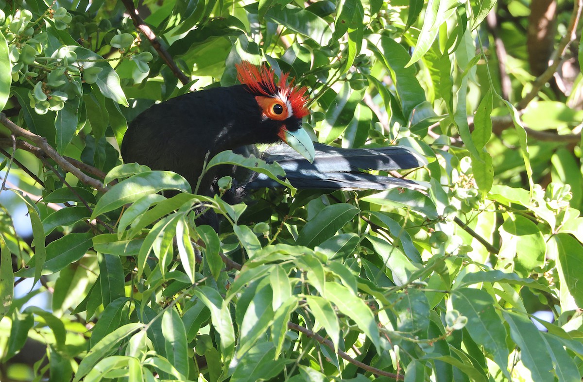 Red-crested Malkoha - ML403914121