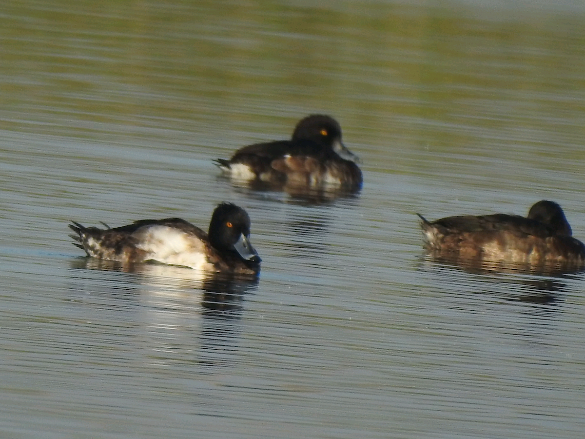 Tufted Duck - ML403914571