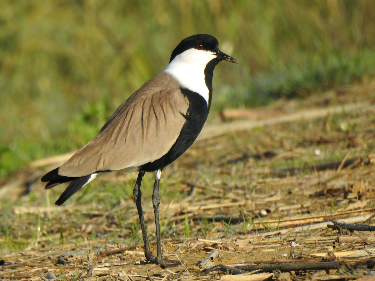 Spur-winged Lapwing - ML403915281