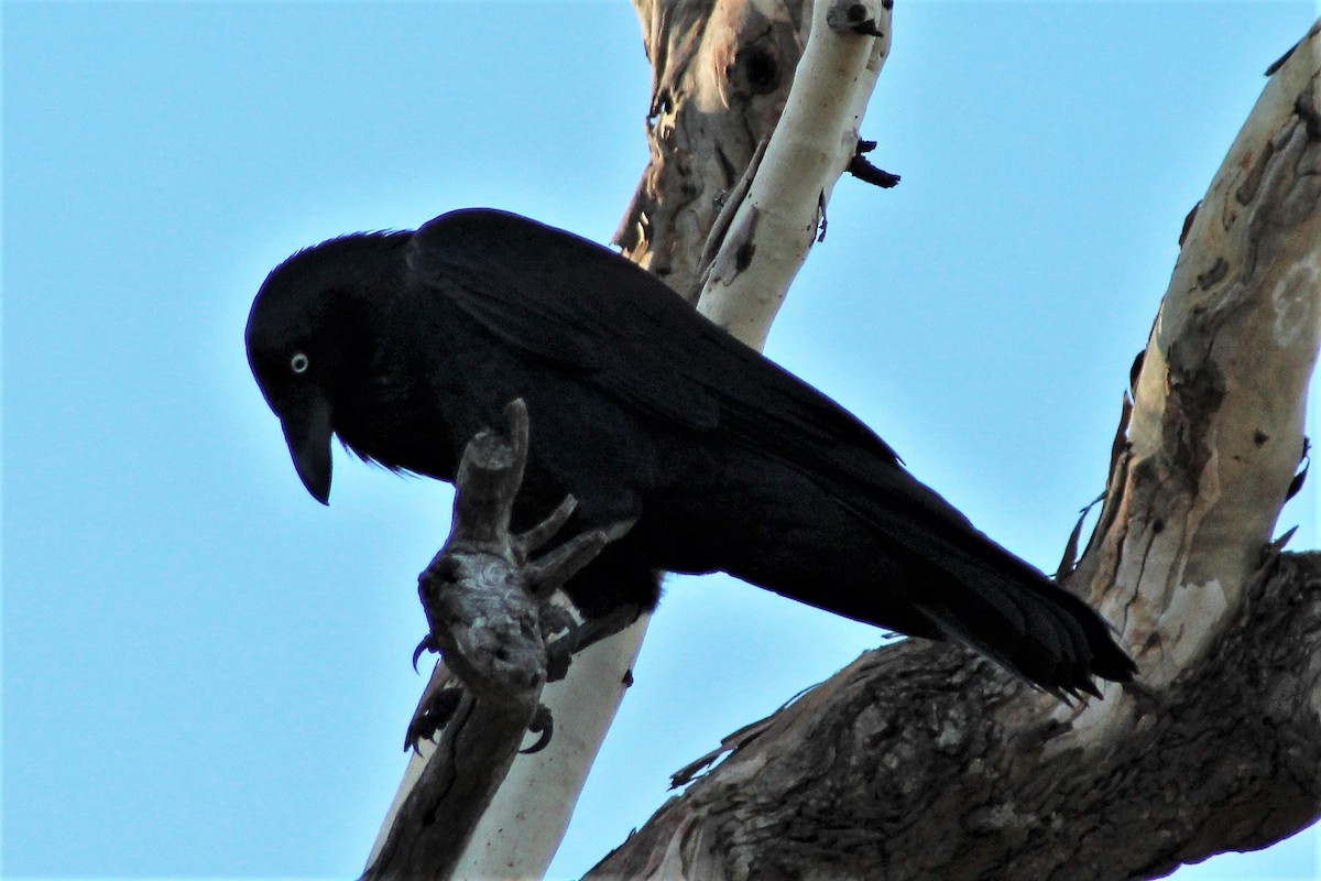 Australian Raven - ML403917511