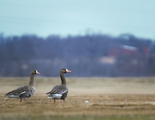 Greater White-fronted Goose, ML403917541