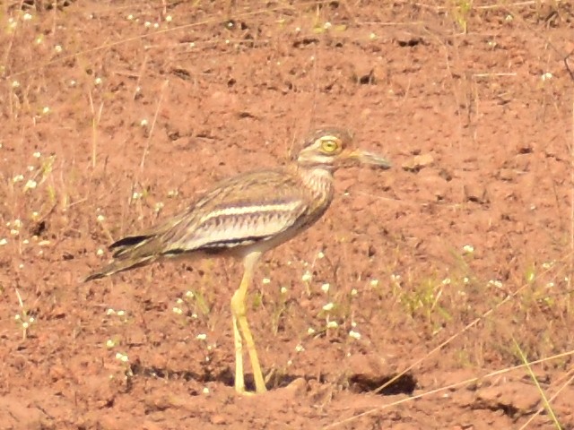 Indian Thick-knee - ML403919931