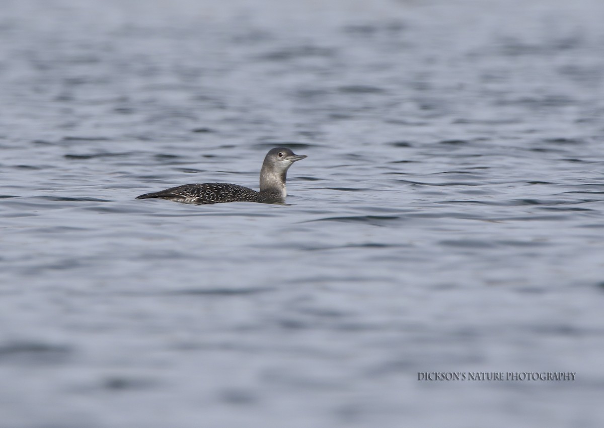 Red-throated Loon - Dickson Smith