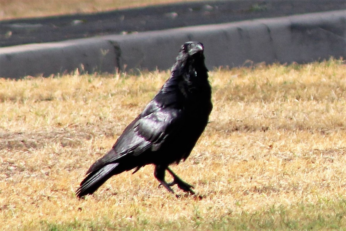 Australian Raven - ML403920921
