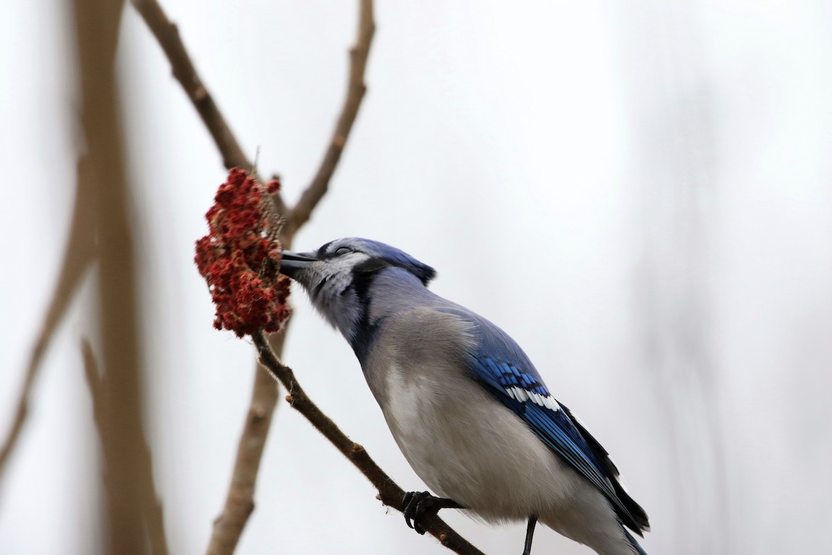 Blue Jay - David Bird