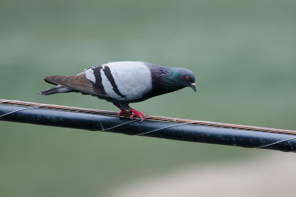 Rock Pigeon (Feral Pigeon) - Vern Wilkins 🦉