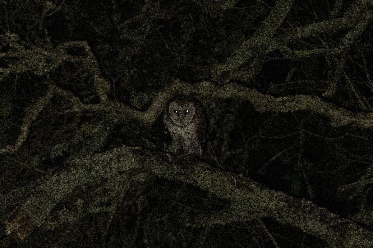 Barn Owl (Madeiran) - Thibaud Aronson