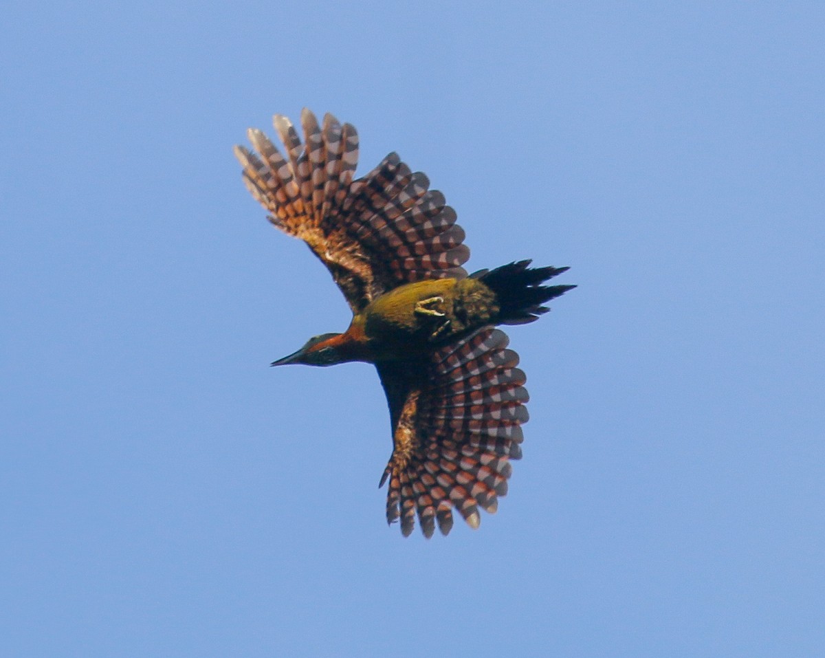 Checker-throated Woodpecker - ML403926291