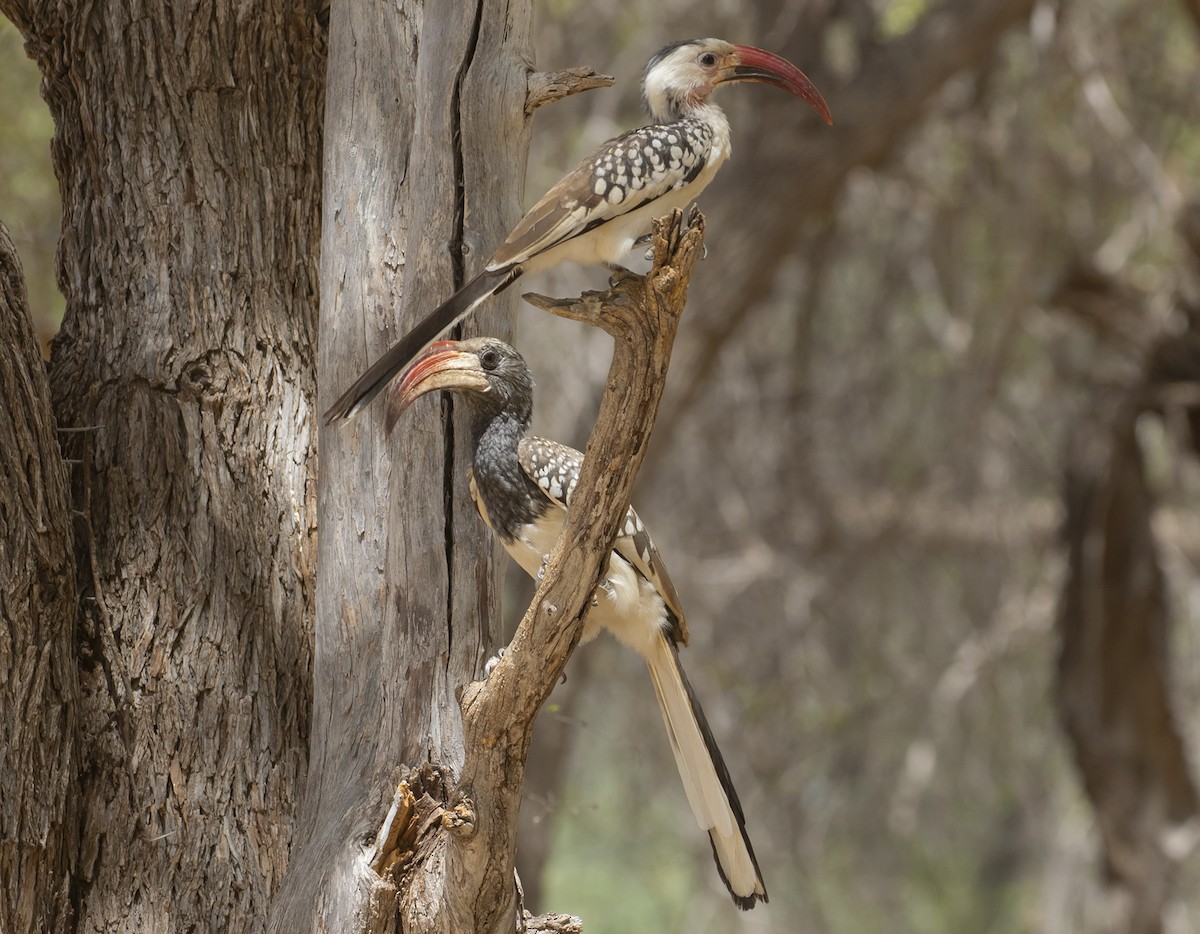 Damara Red-billed Hornbill - Michael Todd