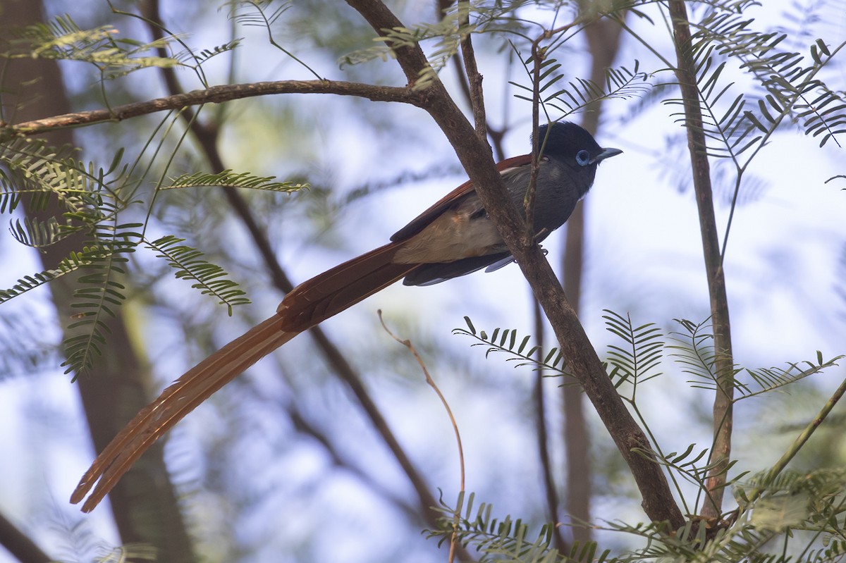 African Paradise-Flycatcher - Michael Todd