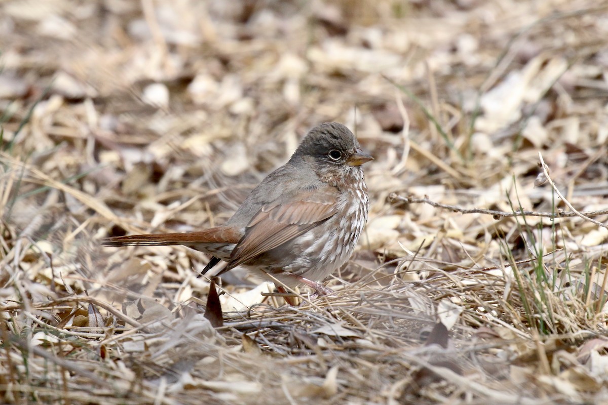 Fox Sparrow (Slate-colored) - ML403929561
