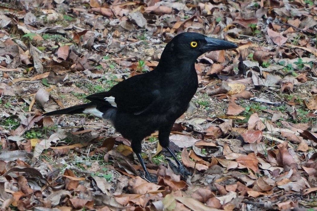 Pied Currawong - ML403933291