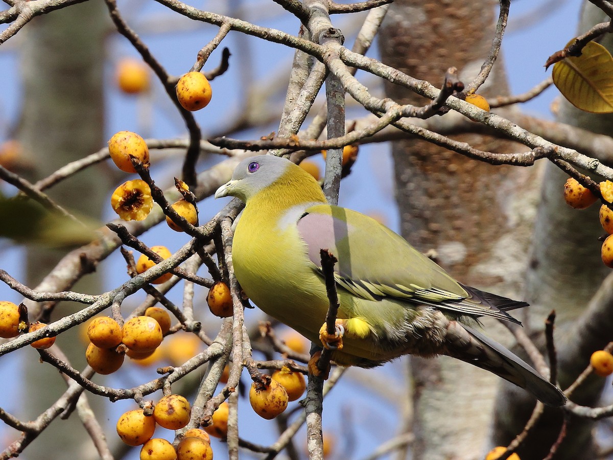 Yellow-footed Green-Pigeon - Gowri Shankar S