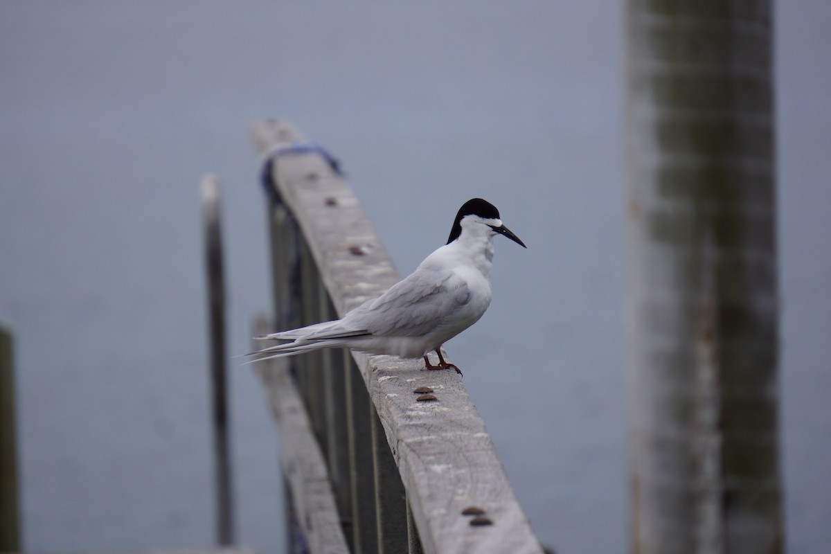 White-fronted Tern - ML403937931