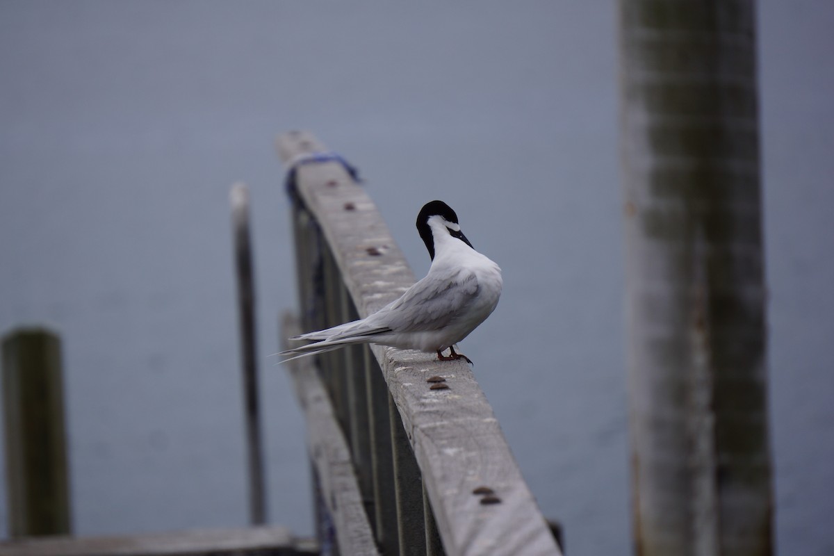 White-fronted Tern - ML403937951