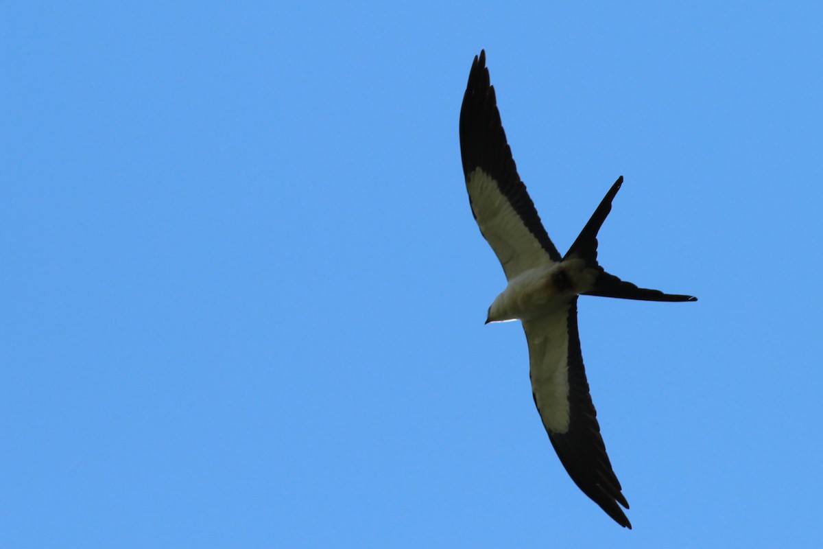 Swallow-tailed Kite - Diane Morton