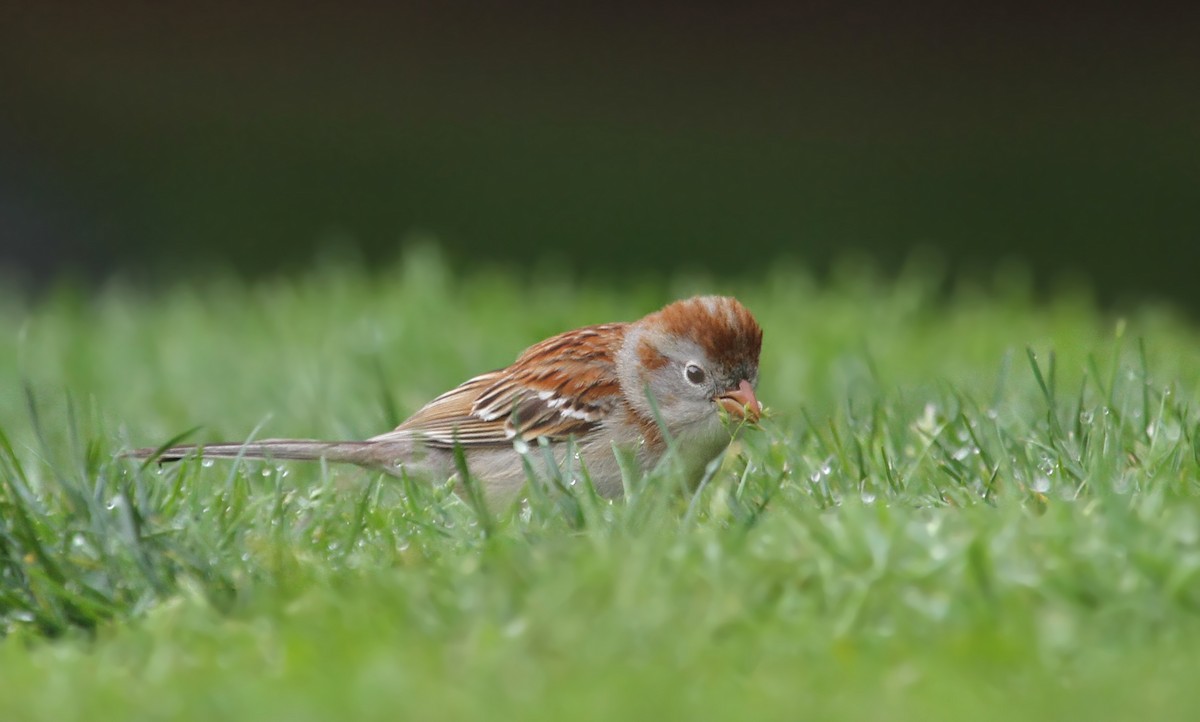 Field Sparrow - ML40394361