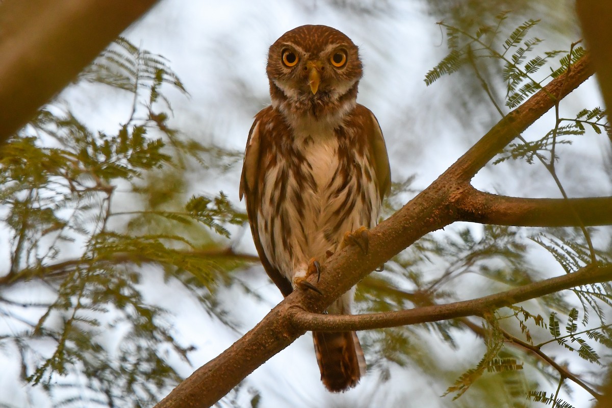 Ferruginous Pygmy-Owl - Christine Kozlosky