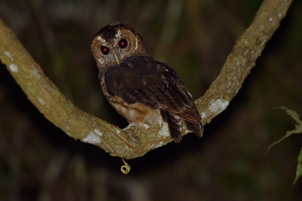 Mottled Owl (Atlantic Forest) - Chris Farias