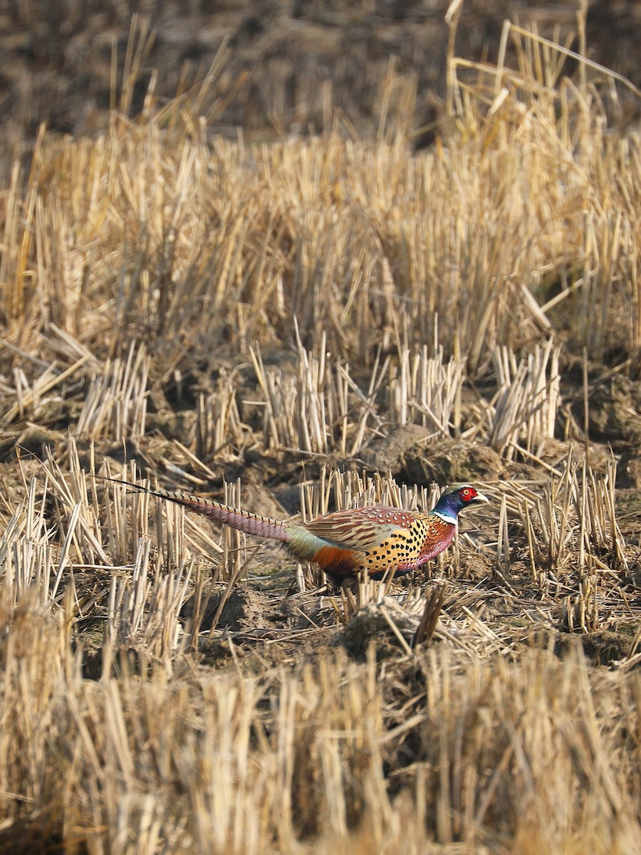 Ring-necked Pheasant - ML403983141
