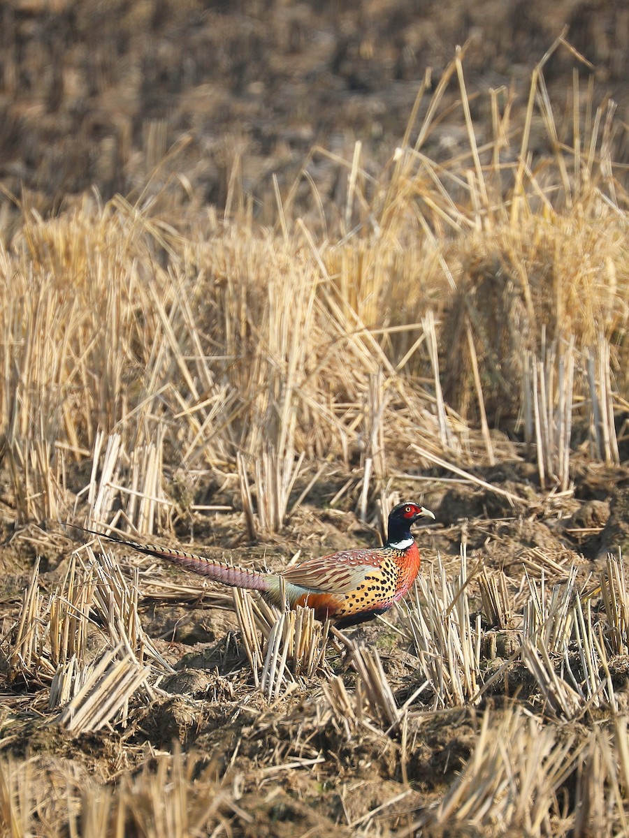 Ring-necked Pheasant - ML403983151