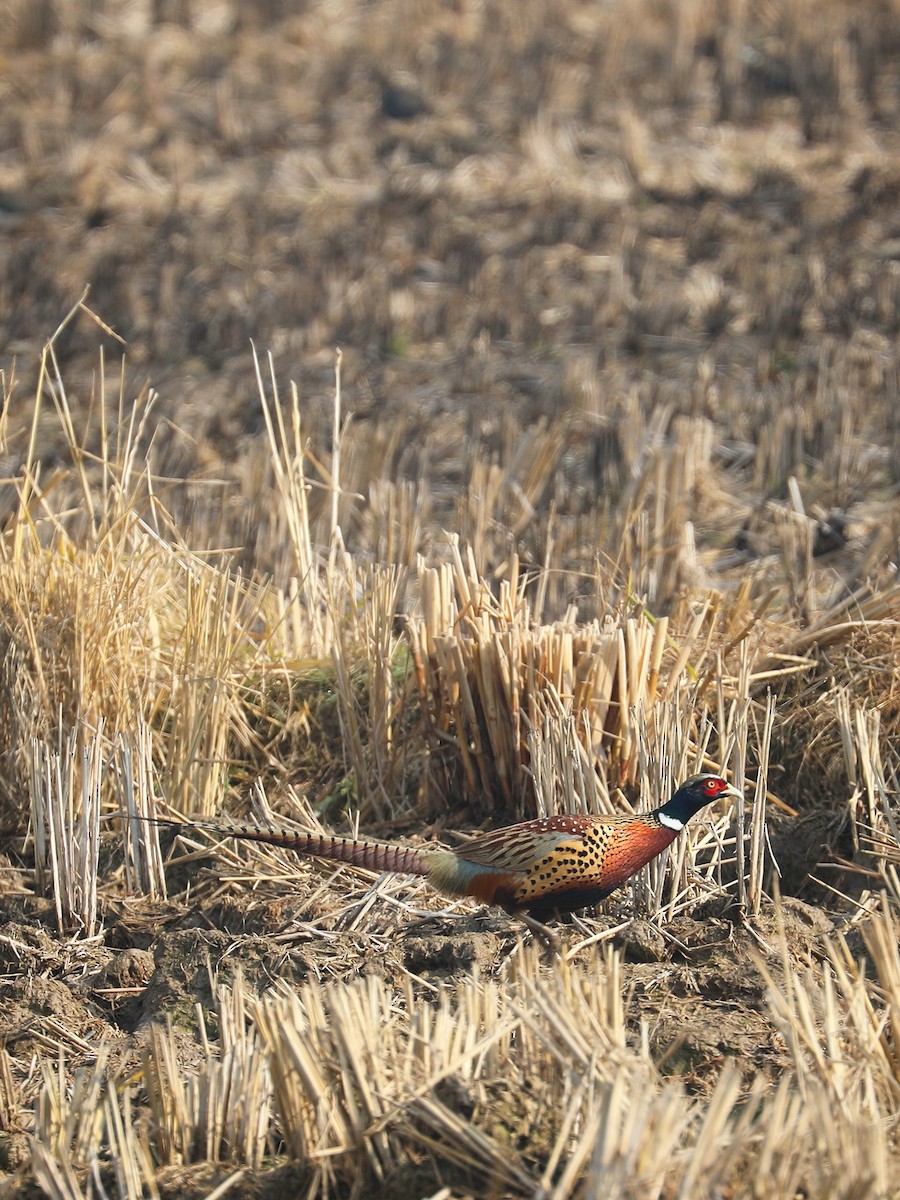 Ring-necked Pheasant - ML403983191
