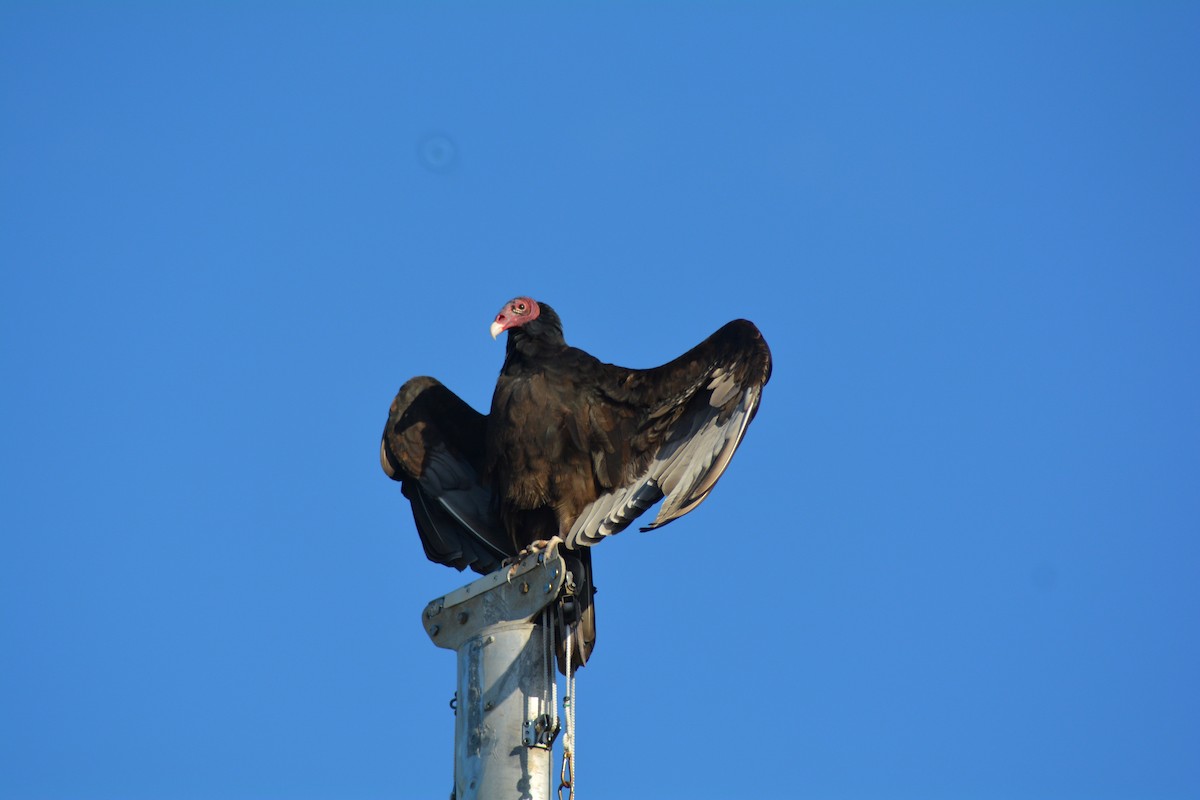 Turkey Vulture - Keith M Kemp