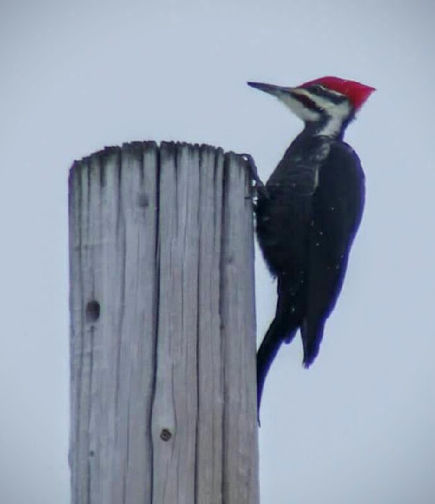 Pileated Woodpecker - Denise Albert