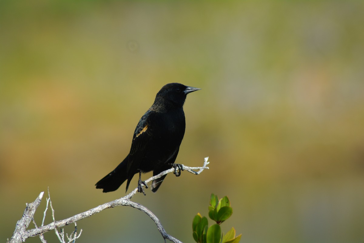 Red-winged Blackbird - Keith M Kemp